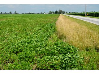 Property photo 5 - LAND AUCTION - 80+/- Acres offered in 1 Tract in Allen County